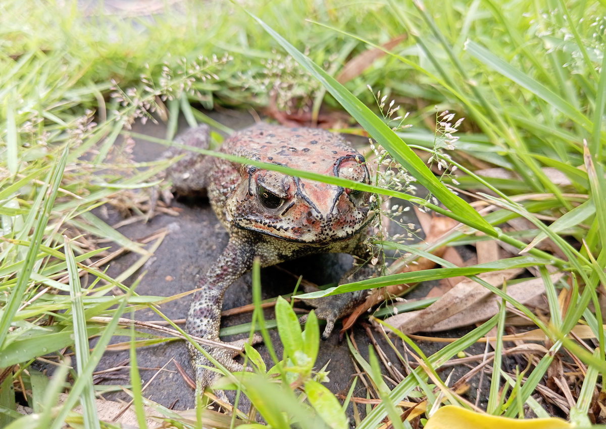 アジアヒキガエル