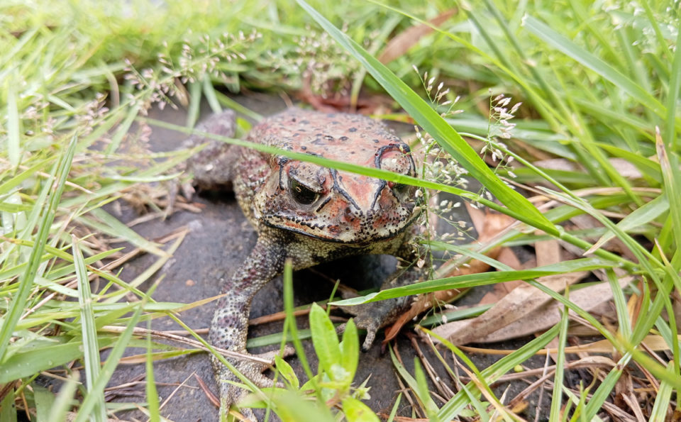 アジアヒキガエル