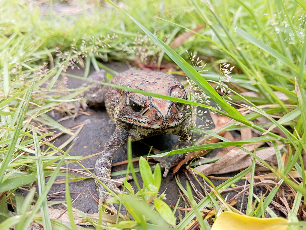 アジアヒキガエル