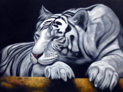 White tiger with face on its paws