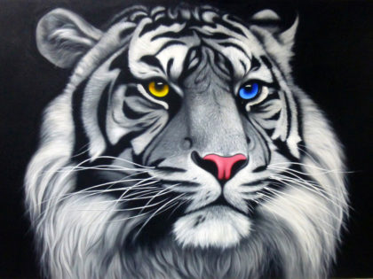 Tiger / Odd-eyed white tiger - black background