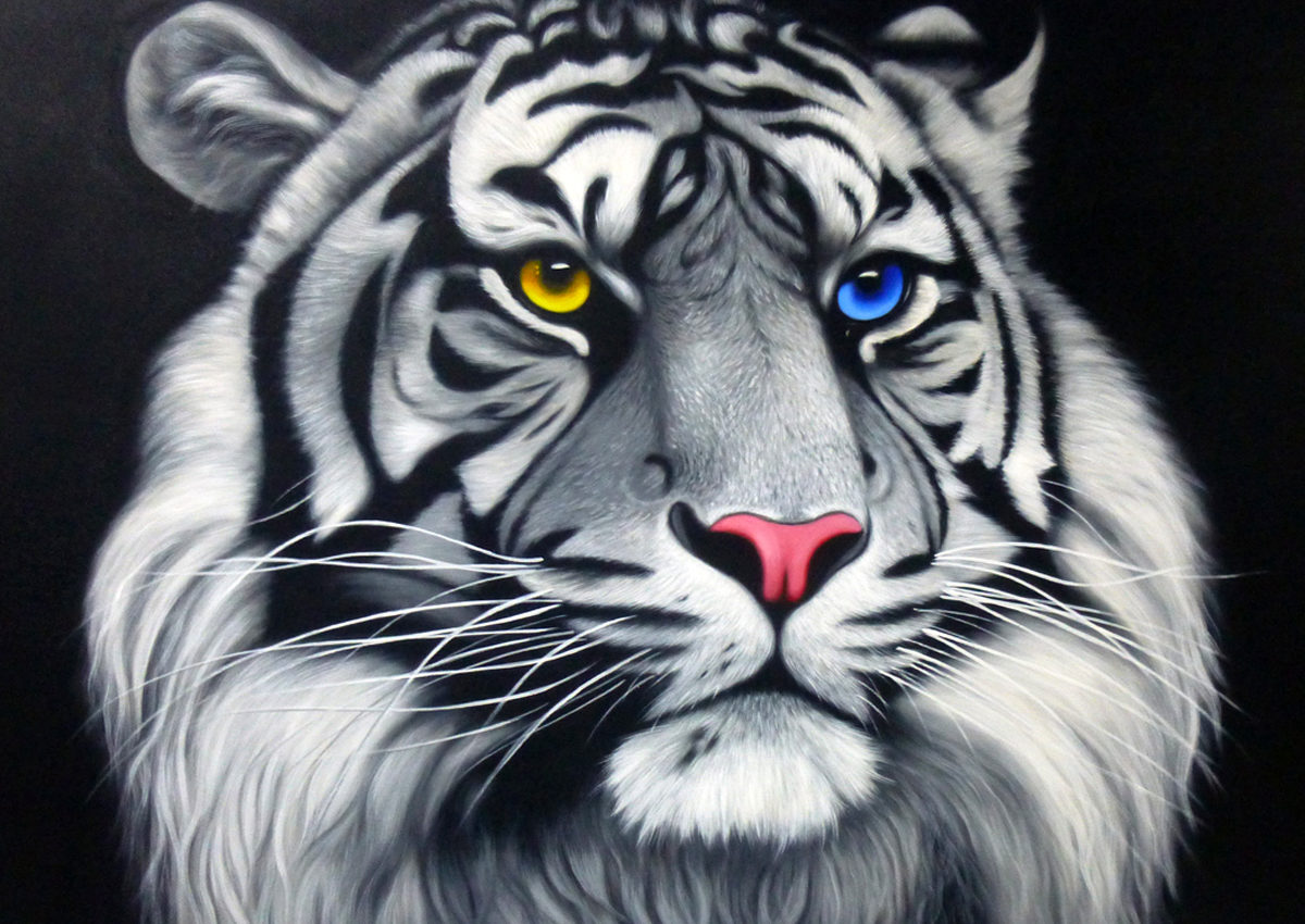 Tiger / Odd-eyed white tiger – black background