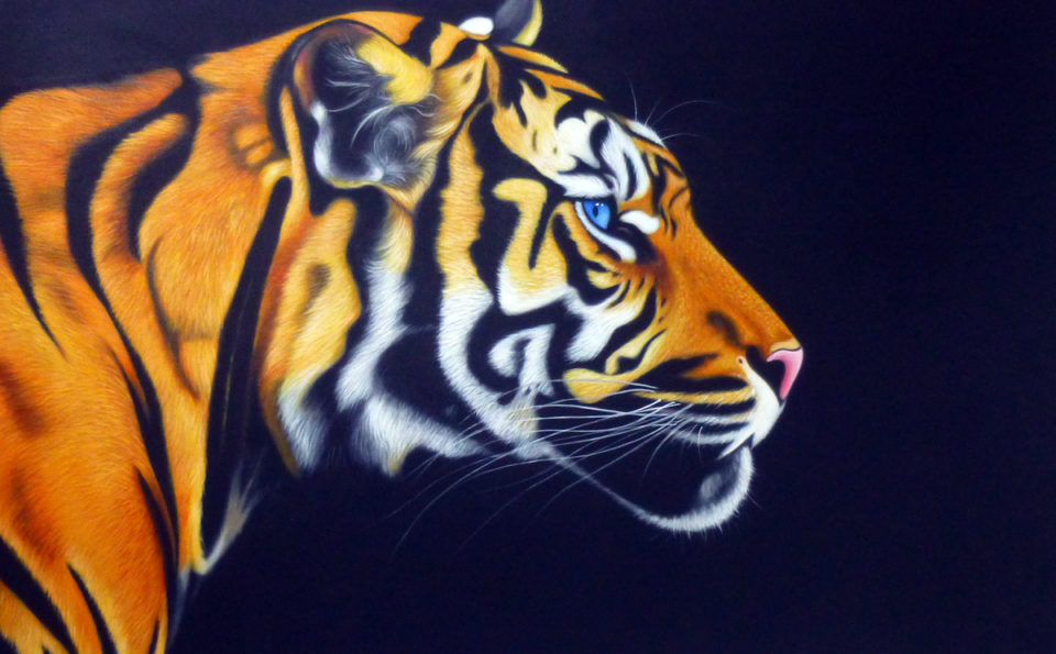 Side profile of blue eyed tiger